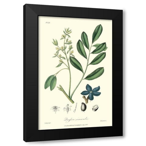 Woodland Foliage I Black Modern Wood Framed Art Print by Weddell