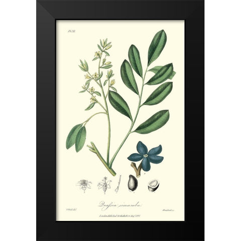 Woodland Foliage I Black Modern Wood Framed Art Print by Weddell