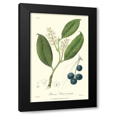 Woodland Foliage II Black Modern Wood Framed Art Print with Double Matting by Weddell