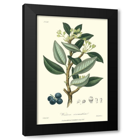 Woodland Foliage III Black Modern Wood Framed Art Print with Double Matting by Weddell