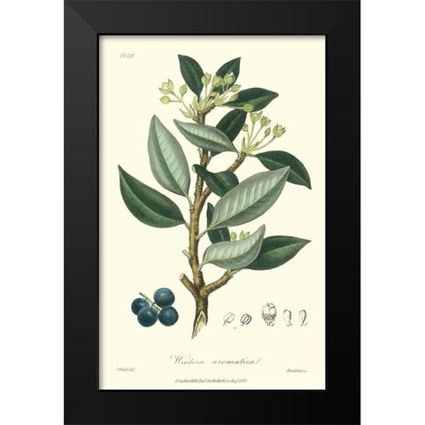 Woodland Foliage III Black Modern Wood Framed Art Print by Weddell