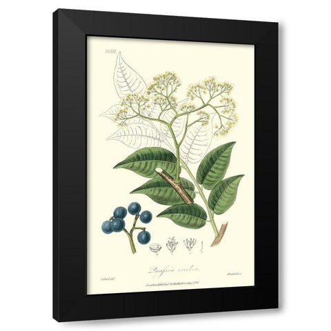 Woodland Foliage IV Black Modern Wood Framed Art Print by Weddell