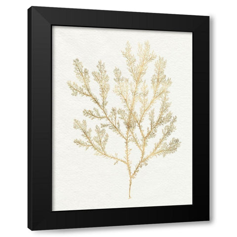 Gilded Algae VI Black Modern Wood Framed Art Print with Double Matting by Goldberger, Jennifer