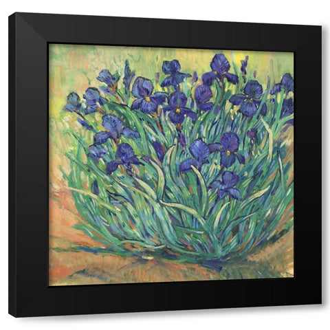 Irises in Bloom I Black Modern Wood Framed Art Print with Double Matting by OToole, Tim