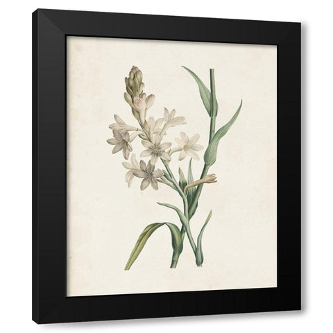 Classic Botanicals I Black Modern Wood Framed Art Print by Redoute, Pierre