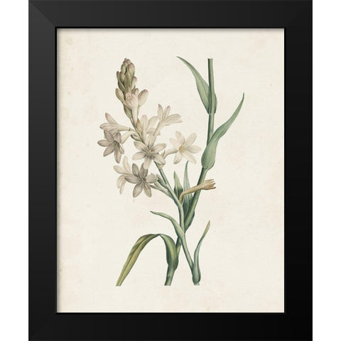 Classic Botanicals I Black Modern Wood Framed Art Print by Redoute, Pierre