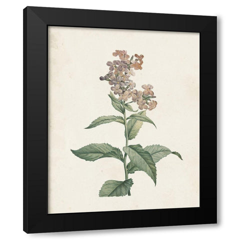 Classic Botanicals II Black Modern Wood Framed Art Print with Double Matting by Redoute, Pierre