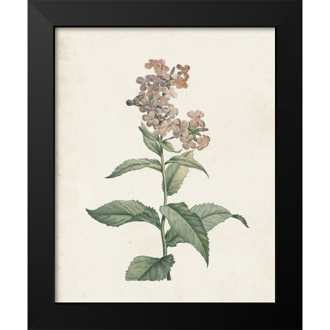 Classic Botanicals II Black Modern Wood Framed Art Print by Redoute, Pierre