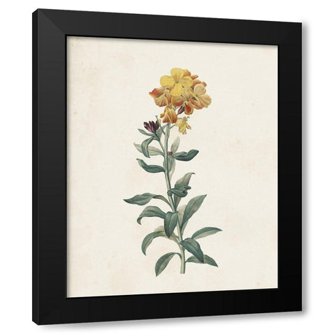 Classic Botanicals III Black Modern Wood Framed Art Print by Redoute, Pierre