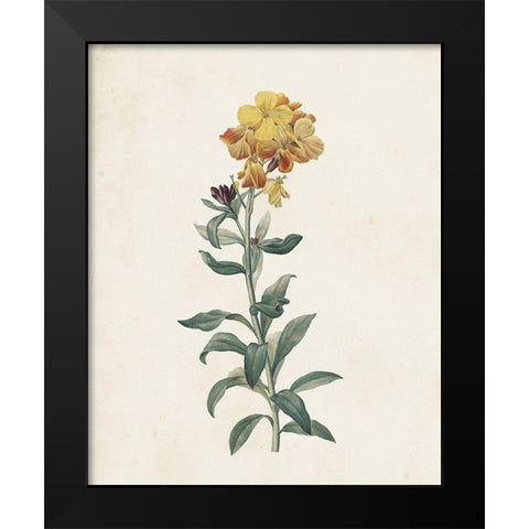 Classic Botanicals III Black Modern Wood Framed Art Print by Redoute, Pierre