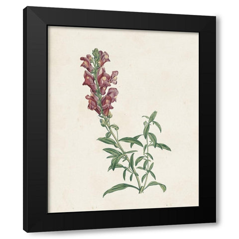 Classic Botanicals IV Black Modern Wood Framed Art Print by Redoute, Pierre