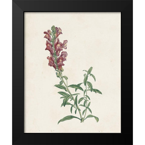 Classic Botanicals IV Black Modern Wood Framed Art Print by Redoute, Pierre