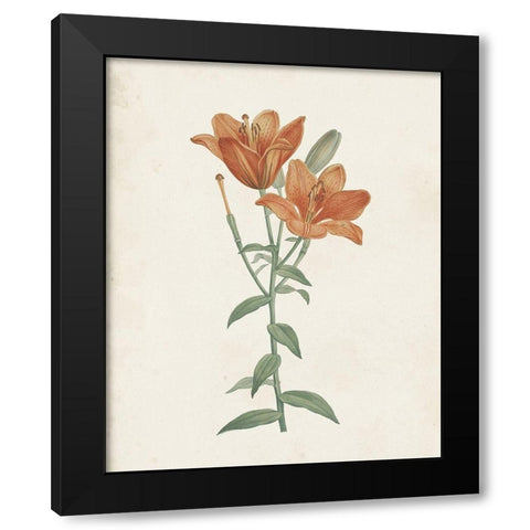 Classic Botanicals V Black Modern Wood Framed Art Print with Double Matting by Redoute, Pierre