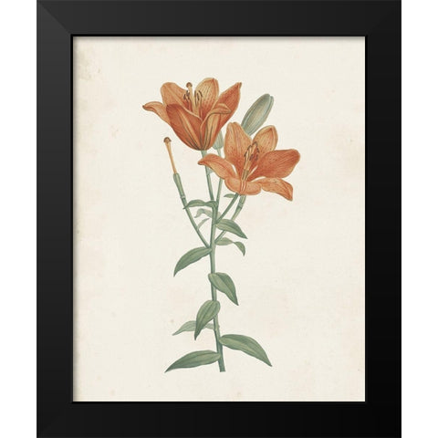 Classic Botanicals V Black Modern Wood Framed Art Print by Redoute, Pierre