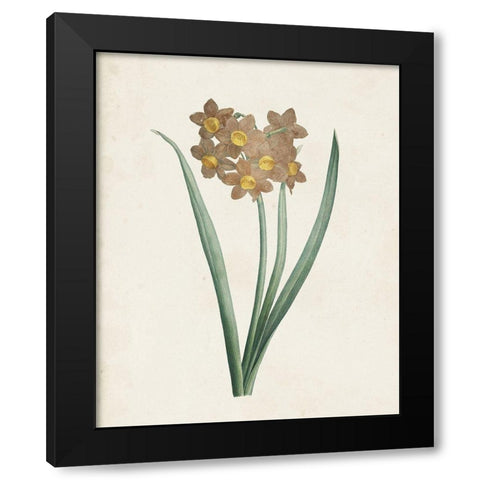 Classic Botanicals VI Black Modern Wood Framed Art Print by Redoute, Pierre