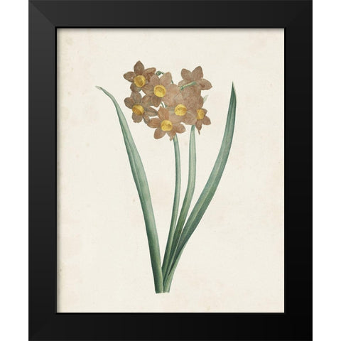 Classic Botanicals VI Black Modern Wood Framed Art Print by Redoute, Pierre