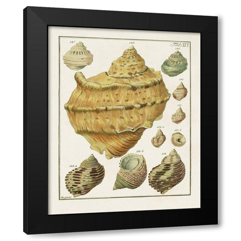 Pastel Shell Pair I Black Modern Wood Framed Art Print with Double Matting by Unknown