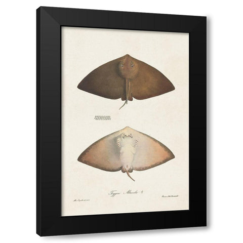 Antique Rays II Black Modern Wood Framed Art Print by Unknown