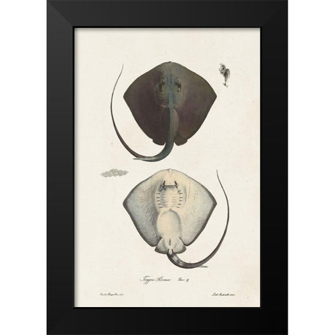 Antique Rays III Black Modern Wood Framed Art Print by Unknown