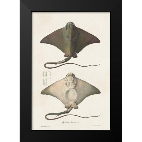 Antique Rays IV Black Modern Wood Framed Art Print by Unknown