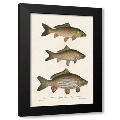 Species of Antique Fish I Black Modern Wood Framed Art Print with Double Matting by Unknown