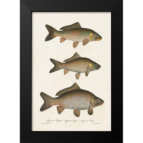 Species of Antique Fish I Black Modern Wood Framed Art Print by Unknown