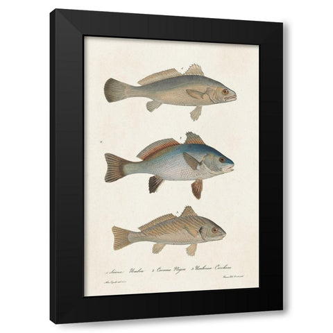 Species of Antique Fish III Black Modern Wood Framed Art Print by Unknown