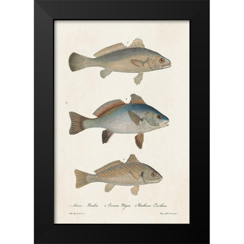 Species of Antique Fish III Black Modern Wood Framed Art Print by Unknown
