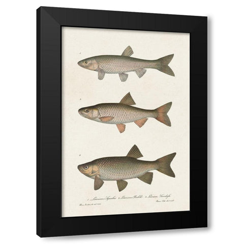 Species of Antique Fish IV Black Modern Wood Framed Art Print with Double Matting by Unknown