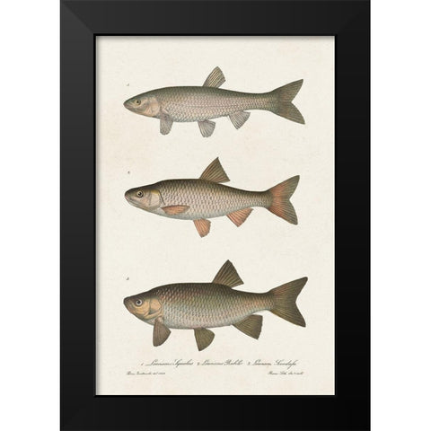 Species of Antique Fish IV Black Modern Wood Framed Art Print by Unknown