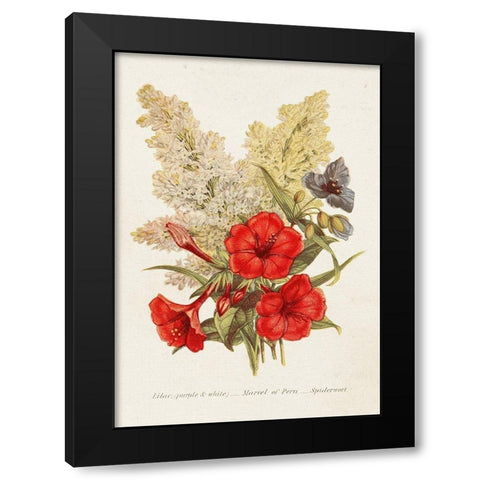 Antique Floral Bouquet V Black Modern Wood Framed Art Print with Double Matting by Unknown