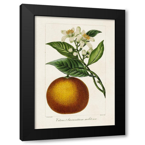 Antique Citrus Fruit I Black Modern Wood Framed Art Print with Double Matting by Bessa, Pancrace