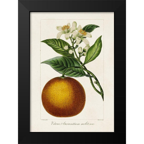 Antique Citrus Fruit I Black Modern Wood Framed Art Print by Bessa, Pancrace
