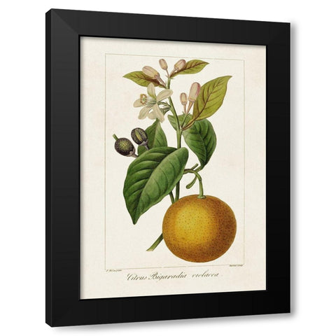 Antique Citrus Fruit II Black Modern Wood Framed Art Print with Double Matting by Bessa, Pancrace