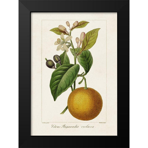 Antique Citrus Fruit II Black Modern Wood Framed Art Print by Bessa, Pancrace