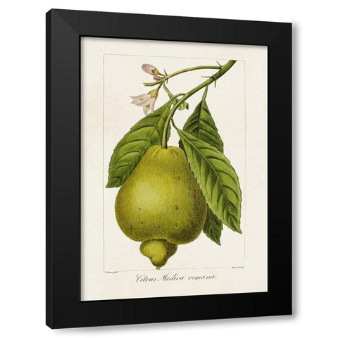 Antique Citrus Fruit III Black Modern Wood Framed Art Print with Double Matting by Bessa, Pancrace