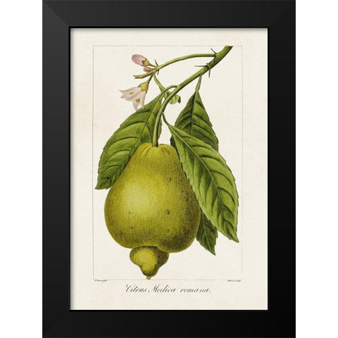 Antique Citrus Fruit III Black Modern Wood Framed Art Print by Bessa, Pancrace