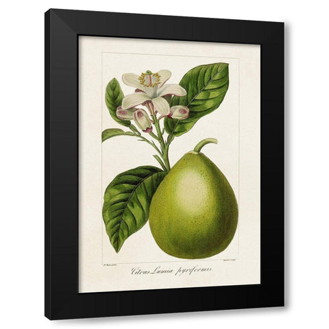 Antique Citrus Fruit IV Black Modern Wood Framed Art Print with Double Matting by Bessa, Pancrace