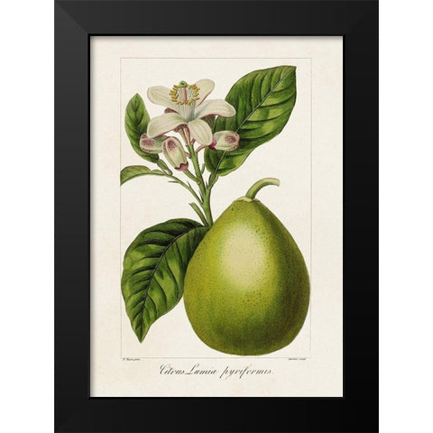 Antique Citrus Fruit IV Black Modern Wood Framed Art Print by Bessa, Pancrace