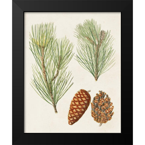 Antique Pine Cones I Black Modern Wood Framed Art Print by Unknown