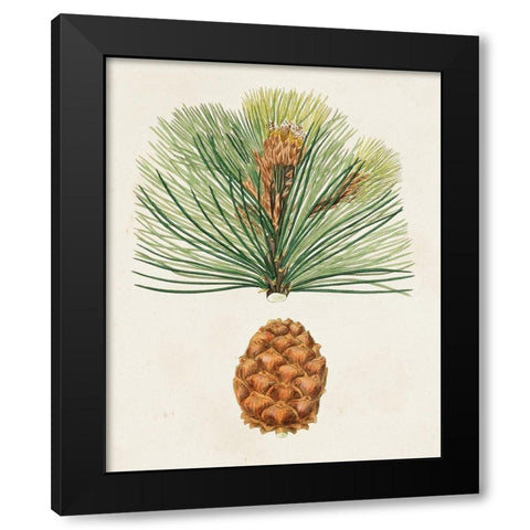 Antique Pine Cones II Black Modern Wood Framed Art Print by Unknown