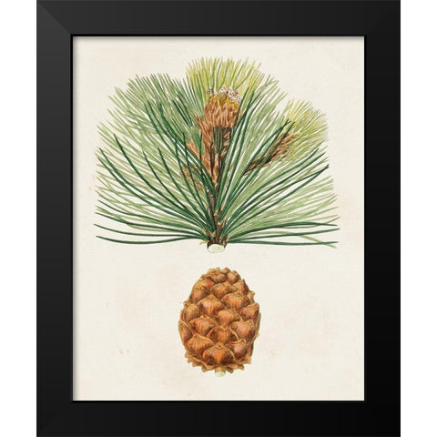Antique Pine Cones II Black Modern Wood Framed Art Print by Unknown
