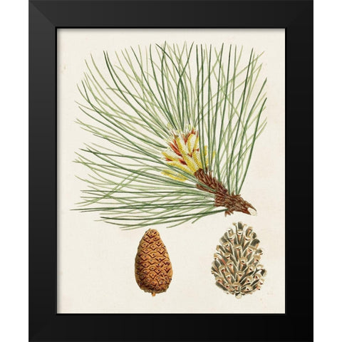 Antique Pine Cones IV Black Modern Wood Framed Art Print by Unknown