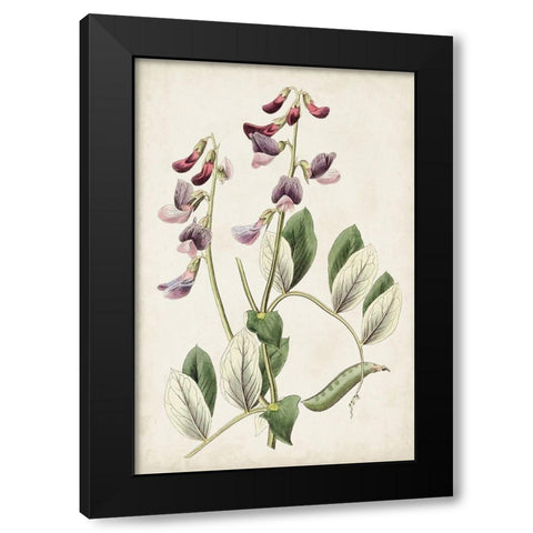 Antique Botanical Collection I Black Modern Wood Framed Art Print by Ridgeway