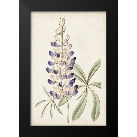Antique Botanical Collection II Black Modern Wood Framed Art Print by Ridgeway