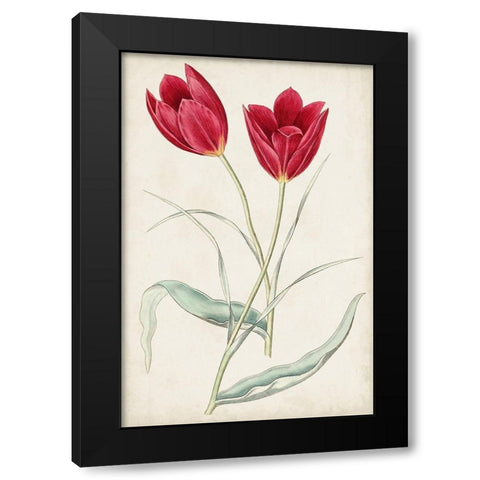 Antique Botanical Collection III Black Modern Wood Framed Art Print with Double Matting by Ridgeway