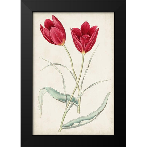 Antique Botanical Collection III Black Modern Wood Framed Art Print by Ridgeway