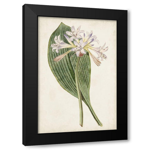 Antique Botanical Collection IV Black Modern Wood Framed Art Print by Ridgeway
