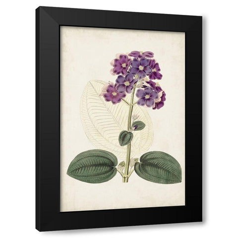 Antique Botanical Collection V Black Modern Wood Framed Art Print with Double Matting by Ridgeway