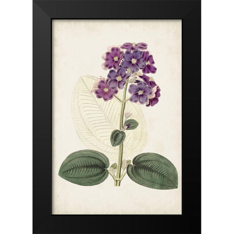 Antique Botanical Collection V Black Modern Wood Framed Art Print by Ridgeway